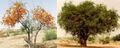 Rohira Tree.jpg