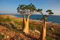 Socotra dragon blood tree.jpg