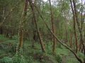 Nilgiri forest.jpg