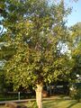 Pipal tree.JPG