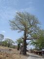 Baobab tree.JPG