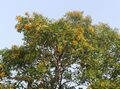 Pterocarpus marsupium tree.jpg