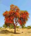 Rohida Tree-1.jpg