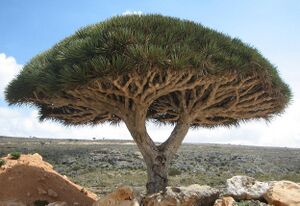 Socotra: The Mysterious Island of the Assyrian Church of the East