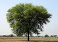 Keekar (Babool) tree.jpg