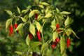 Red Chillies on plant.jpg