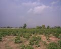 2 DNG Farms Dhaban