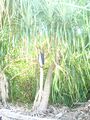 जॉली बुय आइलैंड (Jolly Buoy Island, Kewra Plant, Pandanus odorifer)