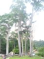 Chidiya Tapu, Huge trees of Khari Mahua (Manilkara littoralis)
