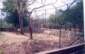 नंदनकानन जूलॉजिकल पार्क में सफ़ेद शेर