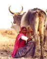 गाय का दूध दुहती एक युवती