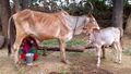 गाय का दूध निकालना