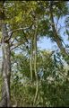 गरुड़ का पेड़ और गरुड़ फली (Radermachera Xylocarpa)