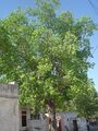 Baksa Ram Bajiya died on 20 December 1992 unmarried but planted this pipal tree in 1960 AD