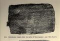 XIV. Damodarpur copper-plate inscription of Kumaragupta I, year 124 (ASI)