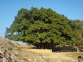The Bargad tree Sarnau-Kot