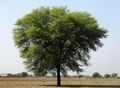 Keekar (Babool) tree.jpg